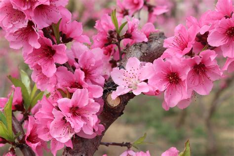 桃花結果|桃花是夏天開的嗎，桃花的花期為3～4月/6～9月結果